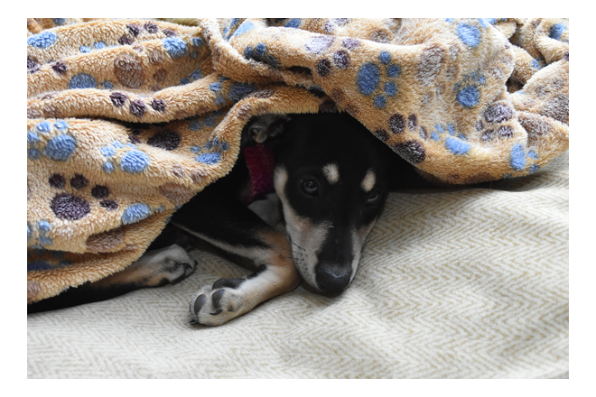 A puppy dog hiding under a blanket